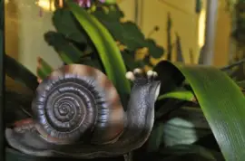 caracol