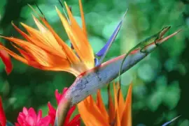 pequeÃ±a lagartija