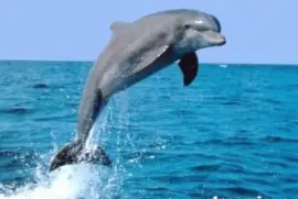 Delphin