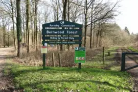 berntwood forest