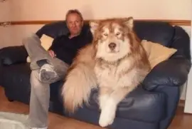 SAN BERNARDO ENORME USA