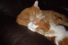 my two loves,  tiny and misty