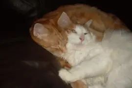 tiny and misty,   hard at work