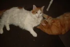 tiny,  at 16, he is still a little charmer