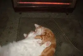 tiny and misty,  always together,  inseperable