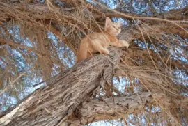 misty,  at eight weeks,  exploring life