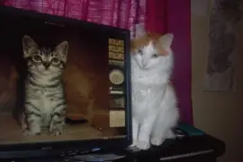 tiny ,  viewing his friend on screen