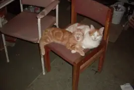 tiny and misty,  inseperable ,  as usual.