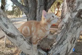 Misty, at eight weeks,  everything is so new