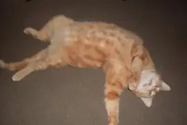 the same cute little misty,  9 years on