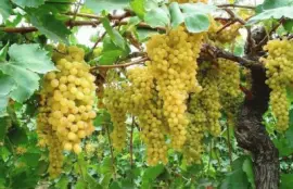 פאזל של imagens