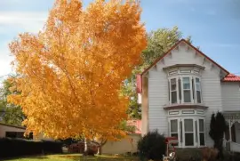 פאזל של NATUREZA