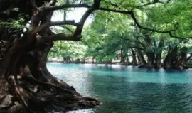 פאזל של nature