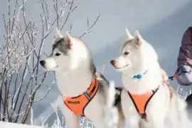 פאזל של imagens