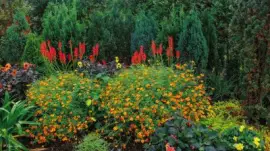 פאזל של primavera