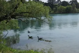 פאזל של paseando