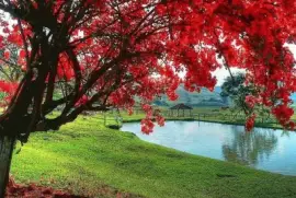 פאזל של imagens