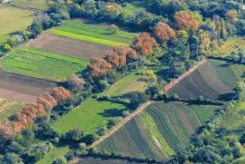 פאזל של Pomancillo. Catamarca. Argentina
