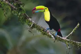 פאזל של pajaros