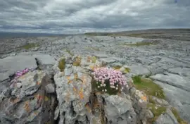 פאזל של NATUREZA