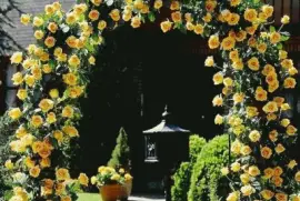 פאזל של imagens