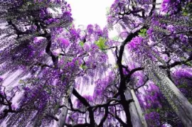 פאזל של imagens