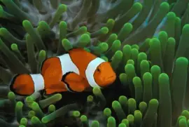 פאזל של bajo el mar