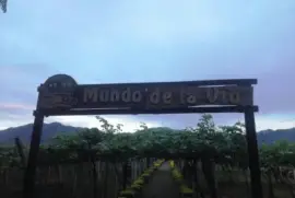 viÃ±edos