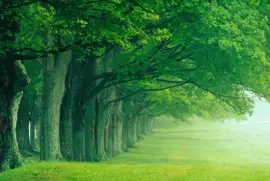 Lush Summer, Louisville, Kentucky - 1600x1200 -