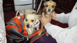 פאזל של chiripiorca  y  venancio