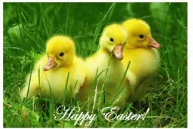 Easter Ducklings
