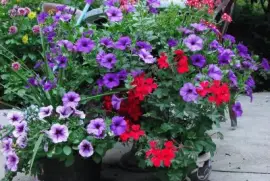 Gorgeous Petunias and Geraniums
