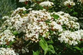 viburnum tinus