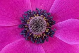 Pink with Royal Purple