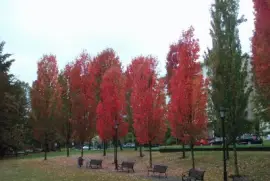 æ¥“ç´… jigsaw puzzle