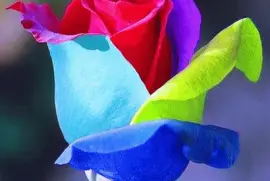 multicolor jigsaw puzzle