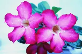 imagens jigsaw puzzle