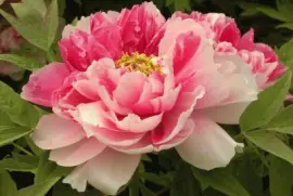 imagens jigsaw puzzle