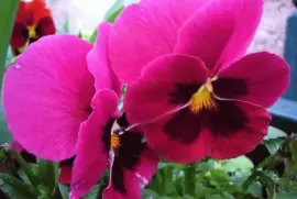 imagens jigsaw puzzle