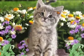 Cute Kitten jigsaw puzzle