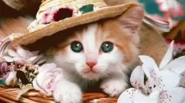 Kitten in Style jigsaw puzzle