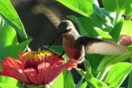 colibrÃ­ jigsaw puzzle