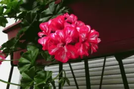 geranio jigsaw puzzle