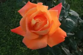 rosa naranja jigsaw puzzle