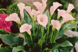 imagens jigsaw puzzle