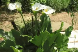 imagens jigsaw puzzle