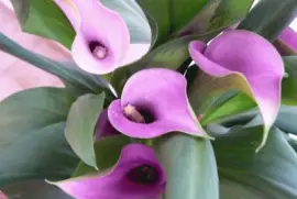 imagens jigsaw puzzle