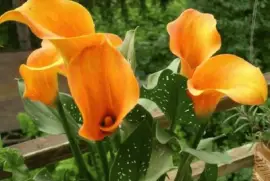 imagens jigsaw puzzle