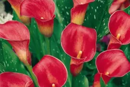 imagens jigsaw puzzle