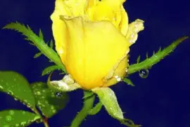 imagens jigsaw puzzle